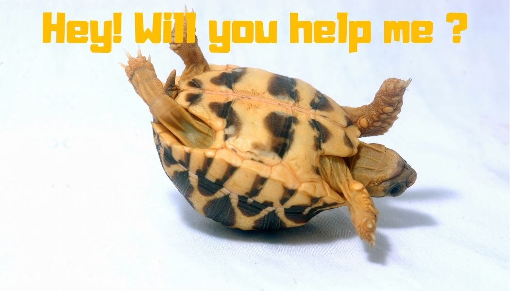 Kiedy używać czasu Present Simple